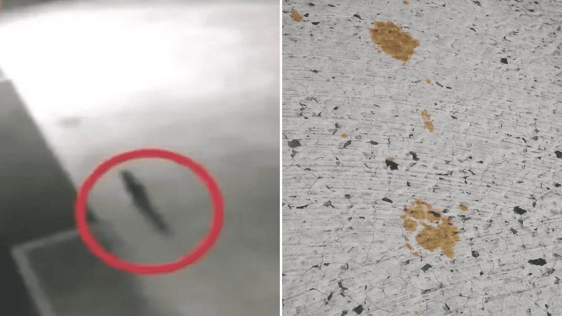 Warning issued in Japan after cat falls into hazardous chemical vat