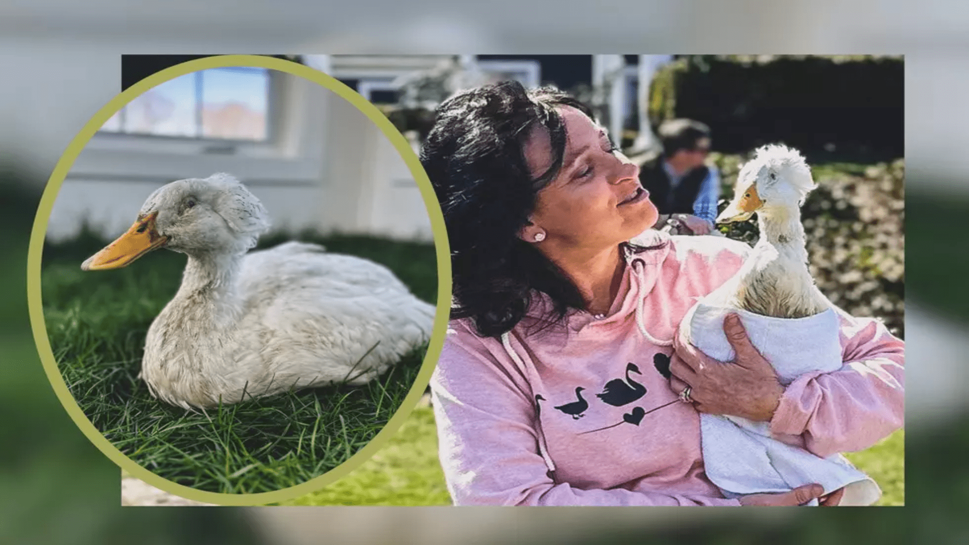 Animal sanctuary throws birthday bash for 17-year-old duck