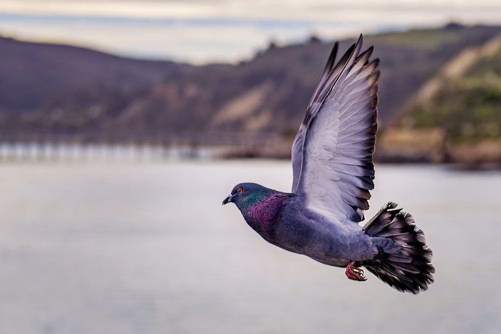 Study: why some pigeons do backflips?