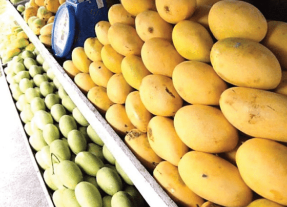 Mango Festival meets the modern requirements and promotes the export of mango