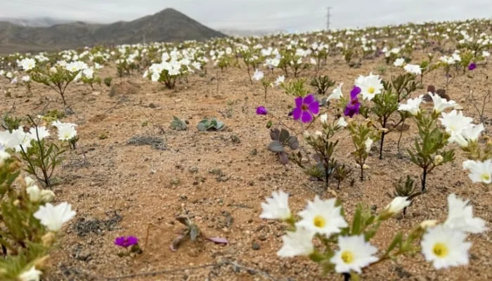 雨后沙漠绽放花园