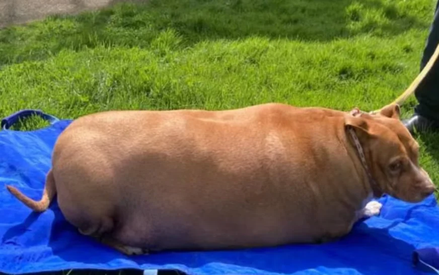 女子因过度喂养宠物狗致其死亡被判入狱