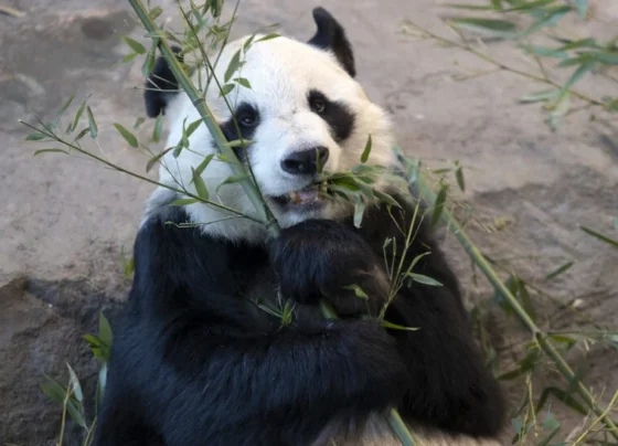 芬兰因财政紧张将大熊猫送回中国