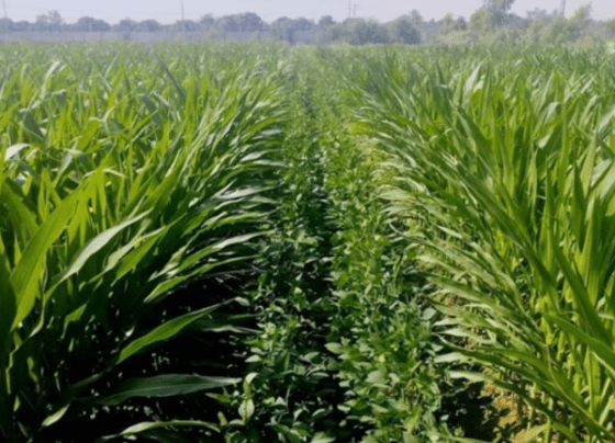 Chinese intercropping tech helps Pakistan ease cotton crisis