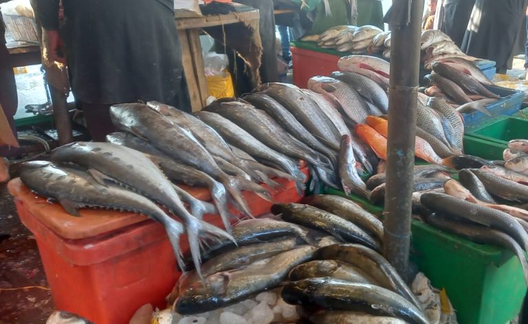 冬季来临，鱼价上涨