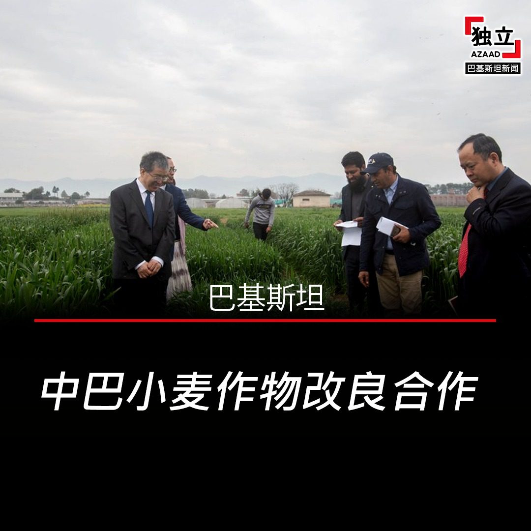 中巴小麦作物改良合作