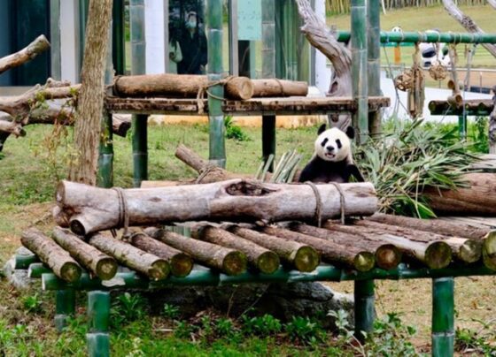 Zhonghua Giant Panda Garden in C China’s Hunan