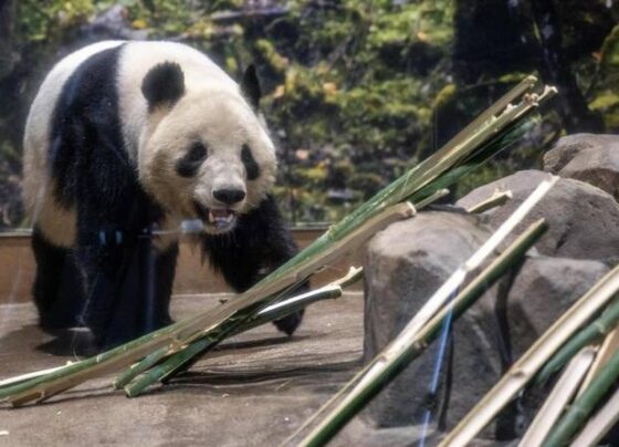 日本最后两只大熊猫前往中国