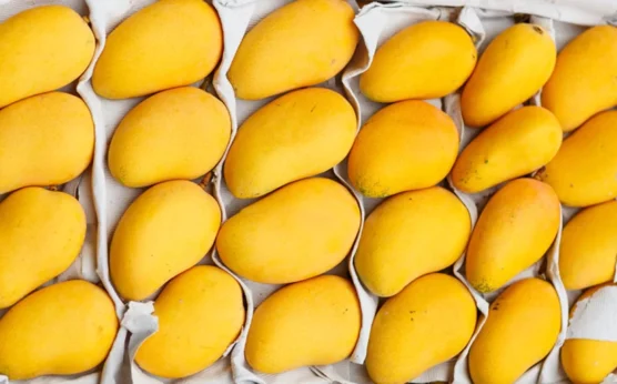 Pakistani mangoes make season debut in Xinjiang via Land Port